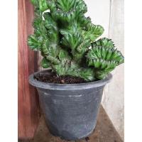 ราคา หยกนำโชคไม้ประดับมงคล (13517203350)