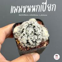 ราคา แมมขนนกเปียก Mammillaria schiedeana x plumosa แคคตัส กระบองเพชร cactus&succulent (3742114803)