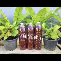 ราคา น้ำจุลินทรีย์สังเคราะห์แสง 1.5 ลิตร=23 บ. (26901437663)
