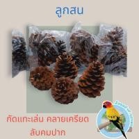 ราคา ลูกสนแห้ง สำหรับนกแก้ว และสัตว์ฟันแทะ แพคละ3ลูก (41174339088)