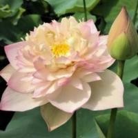 ราคา 5 เมล็ดพันธุ์บัว บัวนอก สายพันธุ์ Pretty Girls & Boys สีม่วง ขาว บัวจักรพรรดิ์ (23871439713)