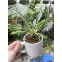 ราคา มะพร้าวทะเลทราย (มะพร้าวทะเลทรายใบเงิน) (16389669250)