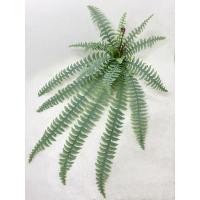 ราคา เฟิร์นสไบนาง ขนาดกลาง (22052492416)