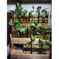 ราคา ชั้นวางโหลปลากัด ขนานใหญ่ (8242137484)