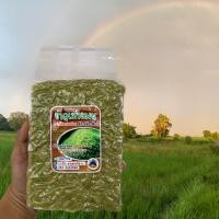 ราคา ข้าวเม่าสด ข้าวเม่าอ่อนๆ ข้าวเม่าพร้อมรับประทาน 2กิโลกัม (23581631579)