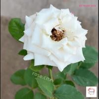 ราคา กุหลาบแมนต้า (Manta) เป็นกุหลาบสายพันธุ์ออสเตรเลีย สีเทาควันบุหรี่หรือสีควันบุหรี่ (29571073630)