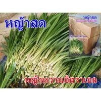ราคา หญ้าสด 2 กิโลกรัม สำหรับใช้เลี้ยงสัตว์ หญ้าโปรตีนสูง (หญ้าหวานอิสราเอล) (2876945384)