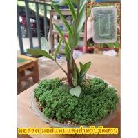 ราคา มอสสด มอสแหนแดงสำหรับจัดสวน แหนแดงหน้าดินสวยๆ 1 กล่อง (13985632699)
