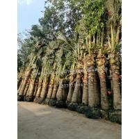 ราคา ต้นมะพร้าวน้ำหอมขุดล้อม (7972214632)