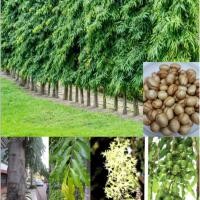 ราคา เมล็ดต้นอโศกอินเดีย ต้นอโศกอินเดีย อโศกเซนคาเบรียล 15เมล็ด (8088348464)