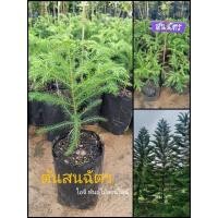 ราคา ต้นสนฉัตร ( ไม้มงคลทรงพุ่ม) (9666884110)