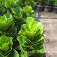 ราคา Treeno.9 ไทรใบสัก แคระ กระถางดำ 8 นิ้ว / สูง 40-50 ซม. / ไม้มงคล ไม้ฟอกอากาศ (41872656691)