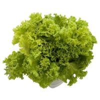 ราคา มายช้อยส์ผักกาดหอมเกรดพิเศษ 150กรัม My Choice Looseleaf Lettuce Special 150g. [หมายเลขบาร์โค้ด 0000030068025 ] (55853144699)