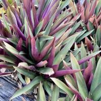 ราคา ว่านกาบหอย สามารถปลูกได้เลย ตัดขายเป็นยอด (28532831160)