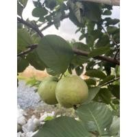 ราคา หงเป่าสือ ฝรั่งใส้แดง (22509326291)