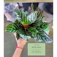 ราคา calathea ornata sanderiana คล้าขุนแผน (3239311545)