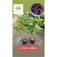 ราคา ต้น มะไฟหวานสีม่วง หายาก อร่อยหวานกรอบ ไม่เปรี้ยว หายากมากกกก‼️ (24074007336)