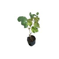 ราคา ต้นองุ่น แบล็คโอปอ พร้อมปลูก ตาพันธุ์ดีแตกตาแล้ว ยาว 10 ซม.ขึ้นไป (29412006729)