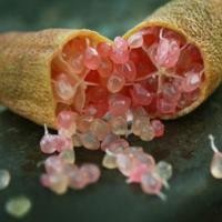 ราคา ต้นมะนาวนิ้วมือ มะนาวคาเวียร์ Finger lime พันธุ์ PINK PEARL ลำต้นสูง 30 ซม (9570273259)