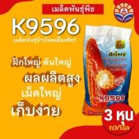 ราคา ส่งไว! ข้าวโพดสายพันธุ์ K9596 ฝักใหญ่ ลำต้นแข็งแรง เก็บเกี่ยวง่าย ผลผลิตสูง พันธุ์ข้าวโพดลูกผสมเดี่ยว น้ำหนัก 10 กก. (25221015745)