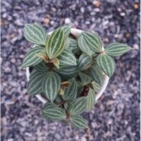 ราคา Peperomia puteolata หรือต้นมงกุฏเพชร (3774554271)