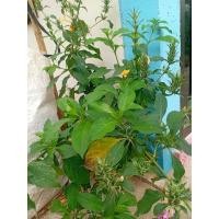 ราคา ต้นพันธุ์อังกาบหนูไส่ถุงดำพร้อมปลูกรากแน่น1ต้น (29879544946)