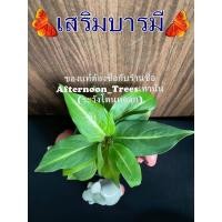 ราคา ต้นเสริมบารมี (ไม้ร่ม) 1ต้นก็ส่งค่ะ ส่งพร้อมกระถางขนาด 3 นิ้ว (5235110872)