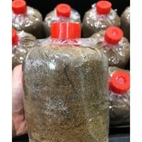 ราคา ก้อนเชื้อเห็ดโคนน้อย10ก้อน120บาทพร้อมคู่มือ ชุดทดลองปลูก ปลูกกินเอง (5425622270)