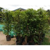 ราคา TLP*ชุด 2 ต้น ‼️ต้นโมกพวง 80ซม.ปลูกแนวรั้วดอกหอมเย็น (7920630441)