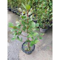 ราคา ต้นลำแพน ไม้น้ำหายาก สูงประมาณ 40- 60 ซม ต้นสวยมากๆค่ะ รับประกันเสียหายจากการขนส่งเคลมฟรีค่ะ (29618379036)