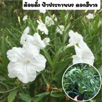 ราคา ต้อยติ่ง ฟ้าประทานพร ต้อยติ่งฝรั่งต้นต้อยติ่งหรือฟ้าประทานพร พร้อมถุงชำ ดอกสีขาว รากเต็มพร้อมปลูก (15764676900)