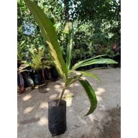 ราคา โกสน ต้นโกสน ต้นโกสนเเบบชำ (13640364125)