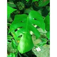 ราคา มอนสเตอร่าไจแอนท์ มอนสเตอร่าตัดกิ่ง 65บ. มอนสเตอร่าราคาถูกแบบนี้หาได้ที่นี่ มอนสเตอร่าราคาถูกที่สุด (8080903987)