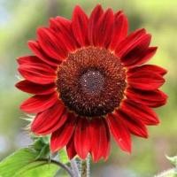 ราคา เมล็ดพันธุ์ทานตะวันสีแดง 25 เมล็ด (6783846897)