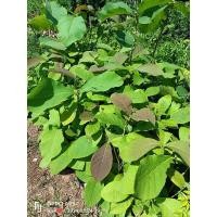 ราคา ต้นสักทอง ไม้เศรษฐกิจ และเป็นไม้มงคล ปลูกง่าย โตเร็ว สูง 30-50ซม.ต้นสวยแข็งเเรง (20493664758)