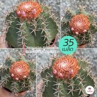 ราคา [ 35 เมล็ด ] เมล็ดเมโลแคระ Melocactus Matanzanus แคคตัส กระบองเพชร cactus&succulent (3587940216)