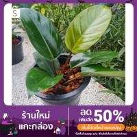ราคา ต้นเรดคองโก (โคตรรวย) ไม้มงคล (11454152103)