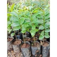 ราคา ทุเรียนเทศ ทุเรียนน้ำ ทุเรียนแขก เพาะเมล็ด พร้อมไปลูก (28723475840)