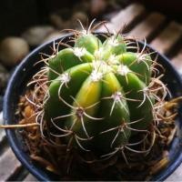 ราคา เมโลแคคตัส เมโลด่าง Melocactus (7187083363)