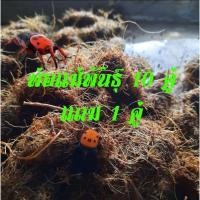 ราคา พ่อแม่พันธุ์ด้วงสาคู/ด้วงมะพร้าว (14748771026)