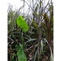 ราคา ต้นพันธุ์ อ้อยดำ พร้อมปลูก ถุงดำ29 บาท อ้อยแดง อ้อยดำ อร่อยล้ำ มากประโยชน์ อ้อยดำทำยา อ้อยดำ (Saccharum sinense) (41627354375)