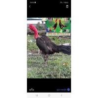 ราคา ไข่ไก่ชนง่อน100ผสมแม่ไก่พมานำเข้าส.มีสุวรรณ (20251934748)