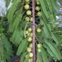 ราคา ต้นมะขามป้อม อินเดีย มะขามป้อม มะขามป้อมยักษ์ ทวายยักษ์ ส่งพร้อมถุง 6 นิ้ว ลำต้นสูง 70-80 ซม (4267923357)