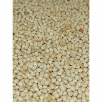 ราคา อาหารนกหงส์หยก มิลเลทครีม มิลเลทขาว 1 ก.ก. เพียง 45 บาท นกเขาเล็ก นกเขาใหญ่ หงส์หยก ฟอพัส เลิฟเบิร์ด ฟินซ์ คีรีบูน (25065260581)