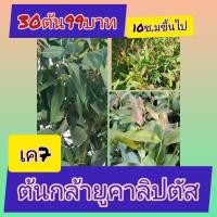 ราคา ต้นกล้ายูคาลิปตัส ปลูกง่ายโตเร็วทนแล้ง ผลผลิตดี เหมาะแก่การลงทุน ขายชุด 30 ต้น ราคา 99 บาท ความสูงประมาณ 10 เซน.ขึ้นไป (54756238451)