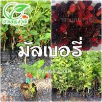 ราคา มัลเบอรี่ (หม่อน) กิ่งตอนชำลงถุง แท้% (11989913089)