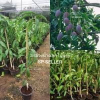 ราคา ต้นมะม่วงน้ำดอกไม้สีม่วง​ (กิ่งทาบ) ขนาด​ 80-90​ ซม. (11837663096)