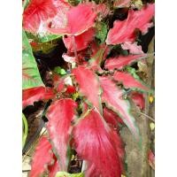 ราคา ง้าวกวนอู บอนสี ง้าวกวนอู บอนสีตับสามก๊ก บอนสีเทพเจ้าจีน (21854368052)