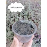 ราคา ริบบิ้นชาลีต้นพันธุ์พร้อมอุปกรณ์ (22404998659)