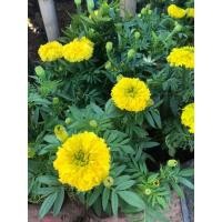 ราคา ต้นดาวเรืองพร้อมปลูก​ต้นละ​ 35 บาท #ต้นดาวเรืองพร้อมปลูกสวยๆ (12467925283)